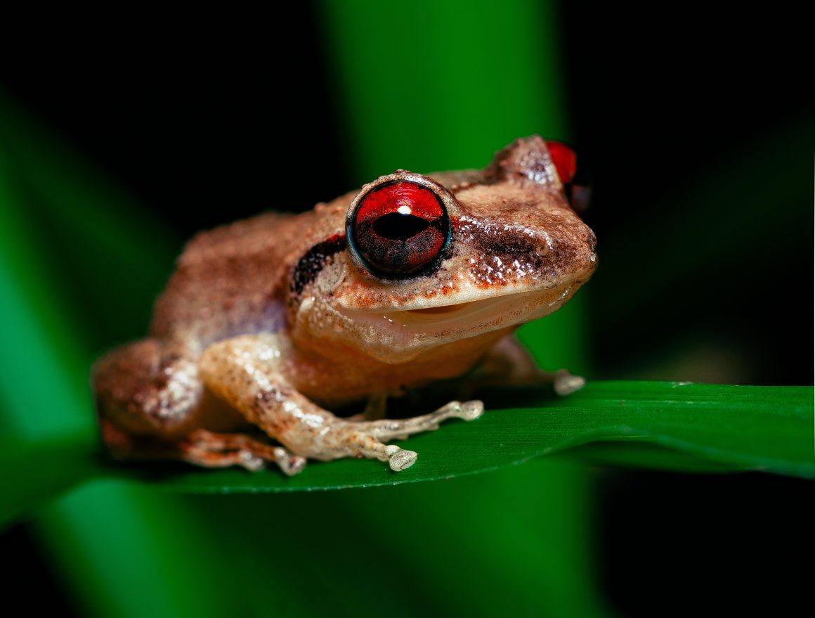 A frog with red eyes sits upon a long, thin leaf.
