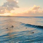 Bottom turn on a colourful wall at First Point - Noosa